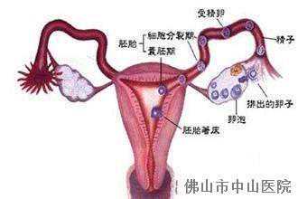 香港验血时代报告单电子版,30%不孕不育源于排卵障碍，来正确认识排卵异常如