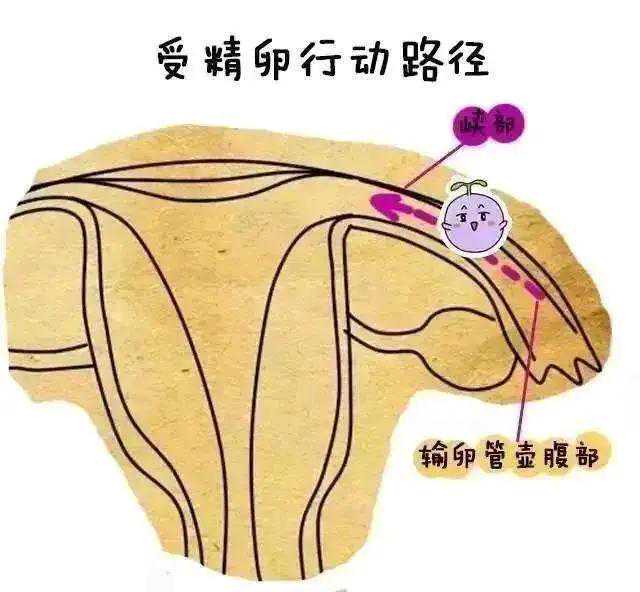 香港验血40天可以验,备孕3年迟迟怀不上，医生揭秘原来是它在避孕！