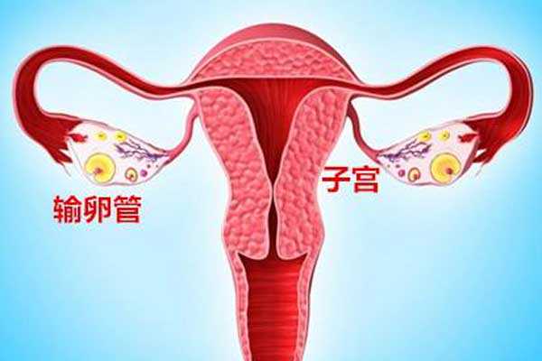 香港验血什么价位,宫腔积液如何影响辅助生殖技术中助孕过程？